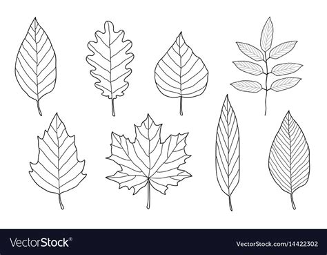 Set Of Hand Drawn Leaves Royalty Free Vector Image