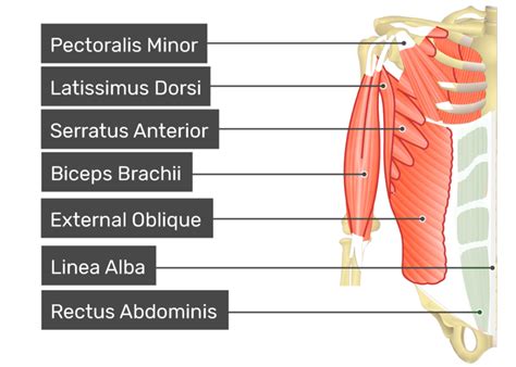 Rectus Abdominis Muscle