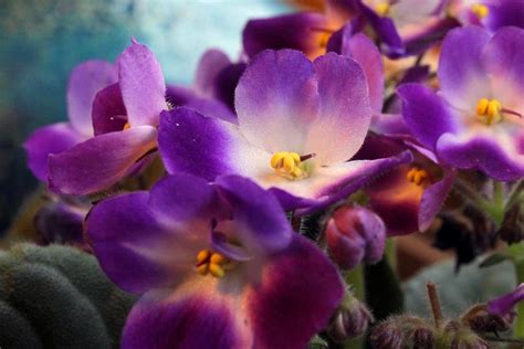 Violeta De Parma Saintpaulia Sau Violeta Africană Grădină și Sănătate