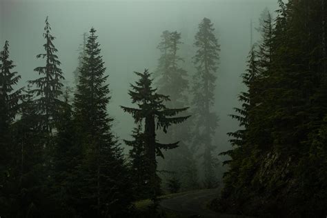 Pine Trees In A Dark Foggy Forest 1308635 Stock Photo At Vecteezy