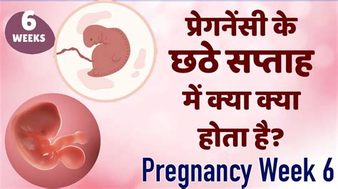 गर्भावस्था का छठवां सप्ताह Pregnancy Week By Week 6th Week