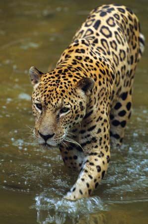Jaguar | mammal | Britannica.com