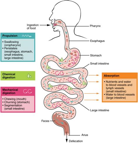 Digestive System Introduction Bio Human Biology