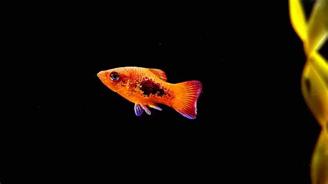 Platy Fish Care Lifespan Diet Breeding And More