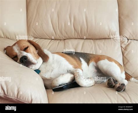 Funny Dog Sleeping On Sofa Stock Photo Alamy