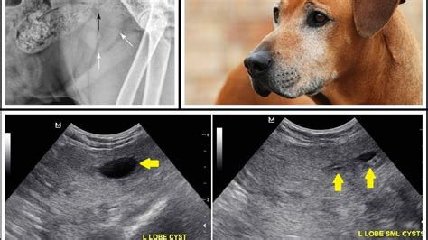 Benign Prostatic Hyperplasia In Dogs And Catsbph Youtube