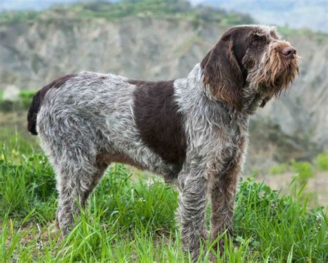 Spinone Italiano Complete History And Development Dog Breeds