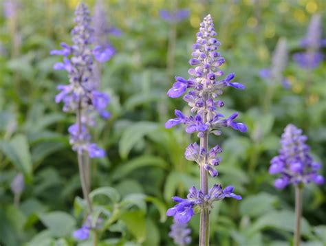 Common Types Of Salvia Flowers Annual And Perennial