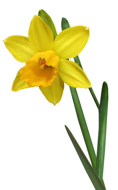 Daffodil Flower Stem Bulb Garden Free Image From