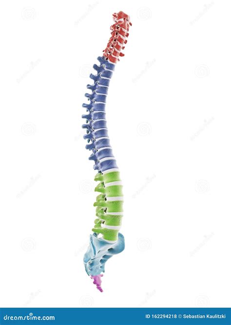 The Segments Of The Human Spine Royalty Free Illustration