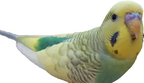 Image Budgie Clipart Large Size Png Image Pikpng