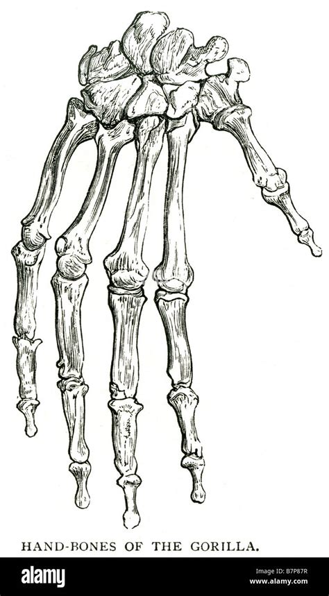 Hand Bones Gorilla Skeleton Anatomy Finger Thumb Knuckle Stock Photo