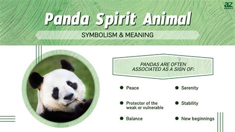 Panda Spirit Animal Symbolism And Meaning A Z Animals