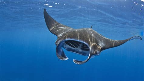 Different Types Of Manta Rays