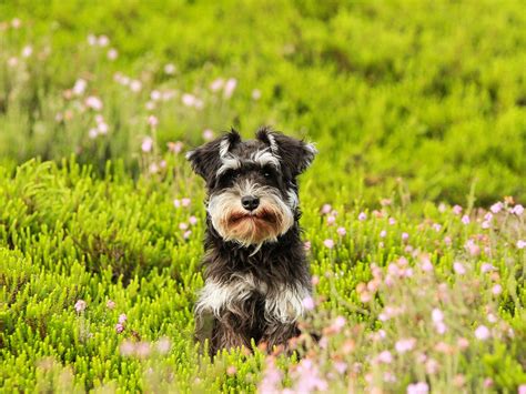 Nine Hazards Dog Owners Need To Be Aware Of This Spring Vets Now