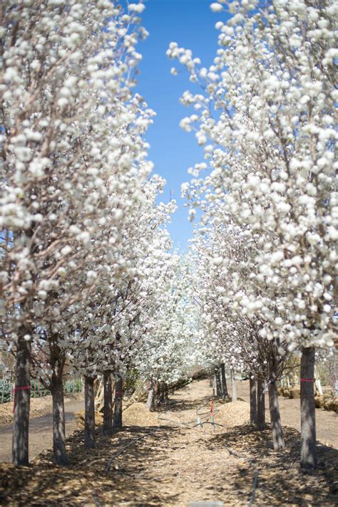 A cleveland pear is rounder (spherical) and a bradford pear is a bit taller and more cylindrical. PEAR CLEVELAND FLOWERING For Sale in Boulder Colorado