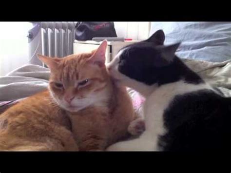 Open & share this gif cats grooming, cats kissing, cats caught, with everyone you know. Kitty Break! Two Cats Grooming Each Other - YouTube