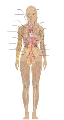 A woman has to deliberately hold her arms away from her body. Female Body Diagram - Openclipart