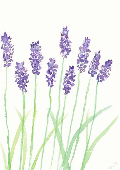 Include them in your drawings by learning how to draw lavender flowers with our easy guide that it's a simple and easy way to help you become better at drawing and it gives you the practice you need. watercolor paintings of lavender | Lavender Watercolor ...