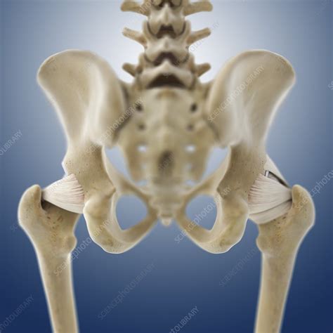 Hip Ligaments Artwork Stock Image C0134435 Science Photo Library
