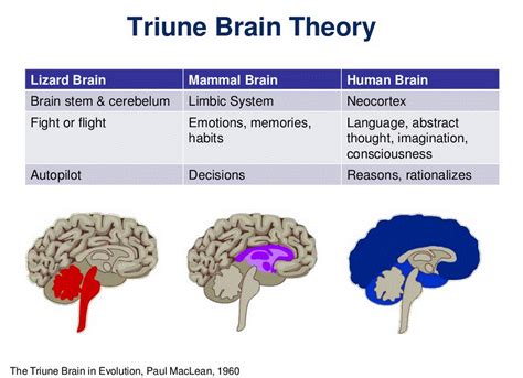 Triune Brain Theory Pinteres