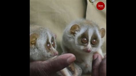 Two Baby Slender Loris Spotted Near Tirupati Temple In Andhra Youtube