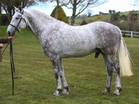 Stallion Selection Results 2016 Horse Sport Ireland