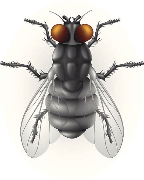 Housefly Clip Art Vector Images And Illustrations Istock
