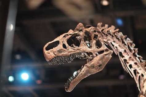 Celese Rare ‘mummified Dinosaur Formed In An Unexpected Way