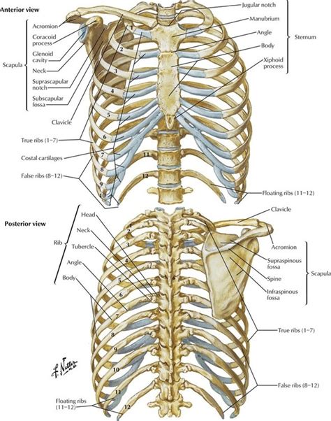 3 Thorax Basicmedical Key