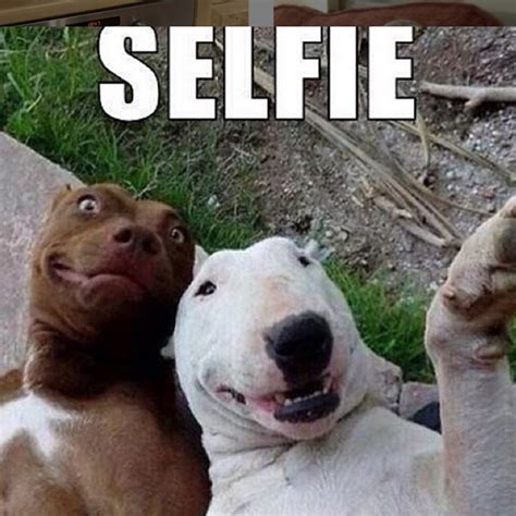 The 14 Funniest Bull Terrier Memes Of 2019 Page 2 Of 3 Petpress