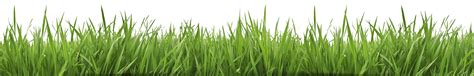 Anime Grass Png