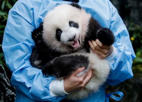 Cutest Baby Animals From Around The World Photos Abc News