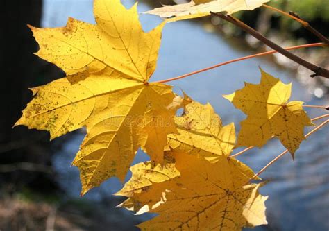 Yellow Fall Leaves Hanging Over Creek Stock Photo Image Of Maple
