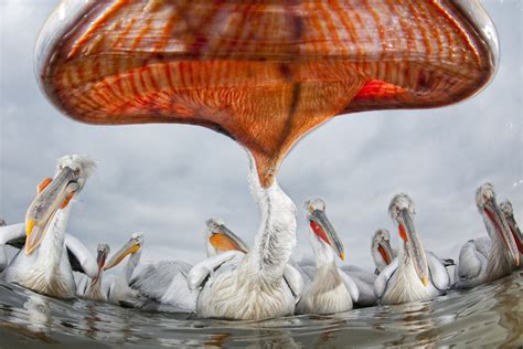 Best Wildlife Photography Pelikan 1