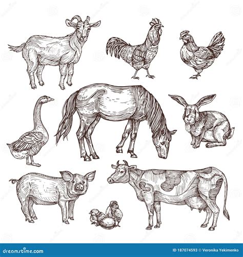 Farm Animal Drawing