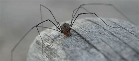 Daddy Long Legs Lifespan And Other Facts Abc Blog