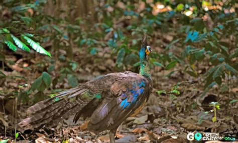 Contdict.com > malay english online translator. Burung Merak Jawa yang dapat di temui langsung di alam ...