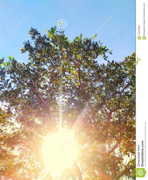 The Sun Shining Through A Tree On A Green Meadow Stock Photo Image Of