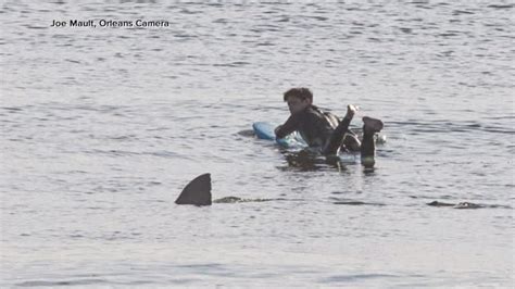 cape cod shark surfer s close call with shark caught on camera abc7 los angeles
