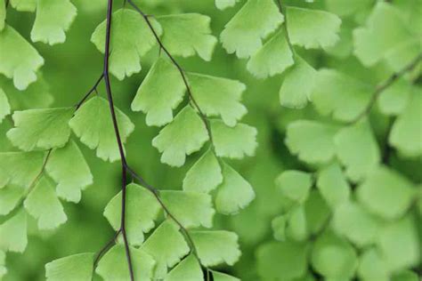 Adiantum Fern Plant Care House Plants And Flowers