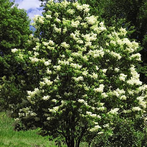 Ivory Silk Japanese Tree Lilac For Sale Online The Tree Center