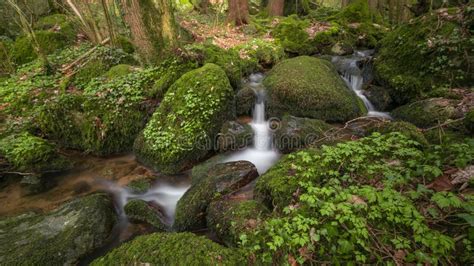 Stream In Blackforest Stock Photo Image Of Waterfall 53476476