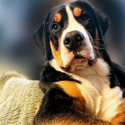 15 Interesting Facts About Entlebucher Mountain Dogs Page 4 Of 5