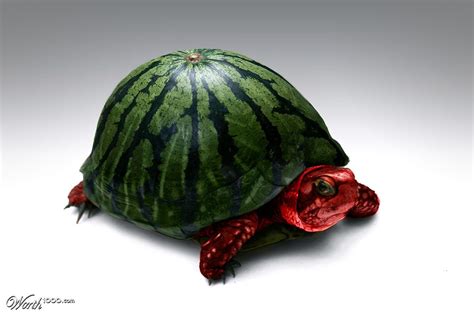 Watermelon Turtle Worth1000 Contests