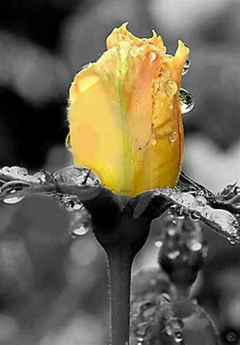 An Image On Imgfave Yellow Roses Color Splash Photography Shades Of