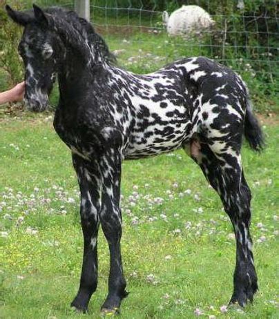 beautifully rare horse breeds