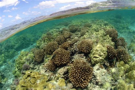 Human Impacts On Coral Reefs Of Northwestern Hawaiian Islands Revealed