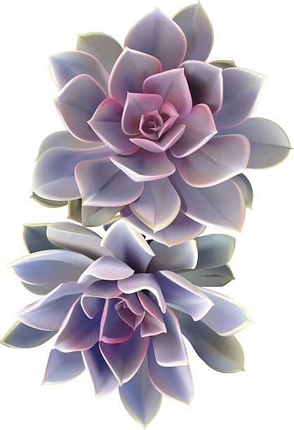 Best Succulent Plant Illustrations Royalty Free Vector Graphics And Clip