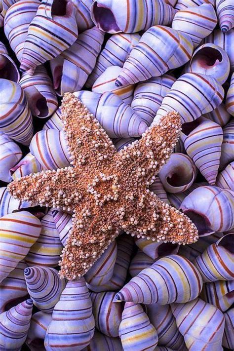 Starfish Resting On Purple Striped Shells Conchiglie Marine